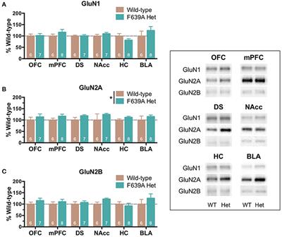 Effects of Repeated Ethanol Exposures on NMDA Receptor Expression and Locomotor Sensitization in Mice Expressing Ethanol Resistant NMDA Receptors